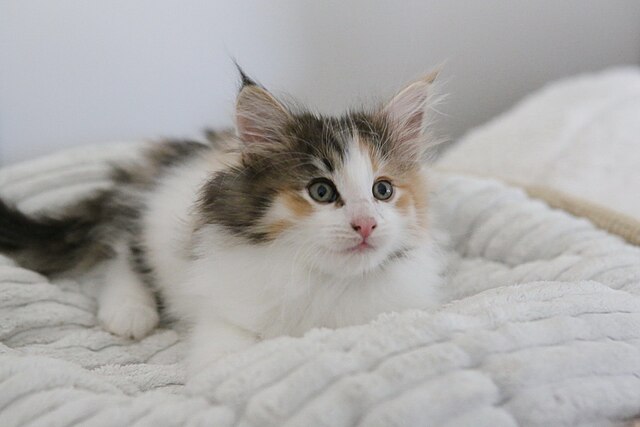 norwegian forest kitten